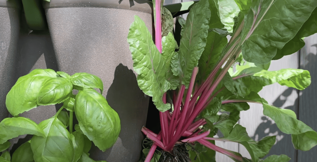 Ruby red swiss chard leafy green in summer